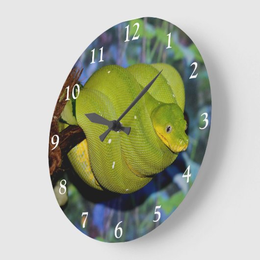 Emerald Tree Boa Snake Grote Klok (Hoek)