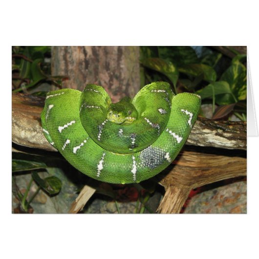Emerald Tree Boa Snake Kaart (Voorkant Horizontaal)