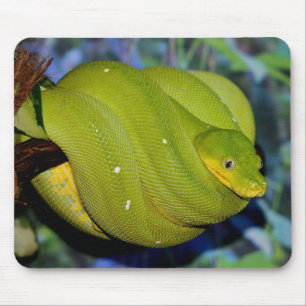 Emerald Tree Boa Snake Muismat