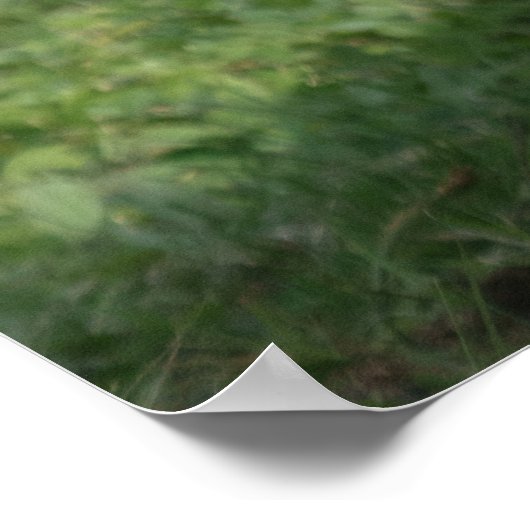 Emerging Strength – Lope the Silverback Poster (Hoek)