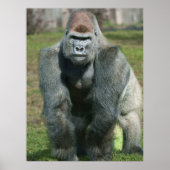 Emerging Strength – Lope the Silverback Poster (Voorkant)