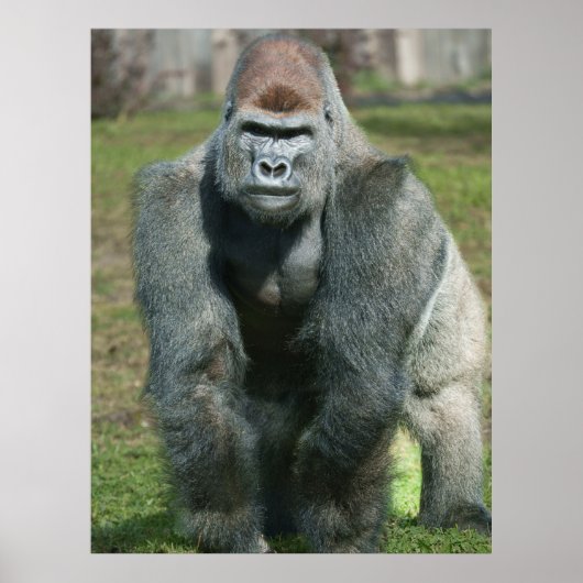 Emerging Strength – Lope the Silverback Poster (Voorkant)