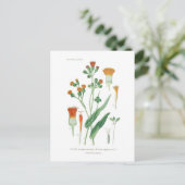 Emilia sagittata briefkaart (Staand voorkant)