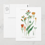 Emilia sagittata briefkaart (Voorkant / Achterkant)