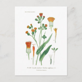 Emilia sagittata briefkaart