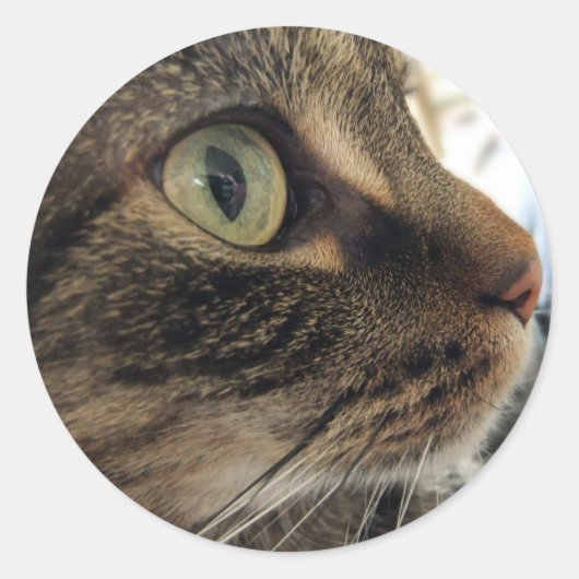 Emma Close-up Cat Photo Stickers (Voorkant)