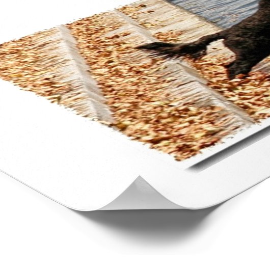 Emma, de Portugese waterhond Poster (Hoek)