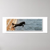 Emma, de Portugese waterhond Poster (Voorkant)