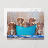 Emmer van de Puppies op het strand Briefkaart (Voorkant / Achterkant)