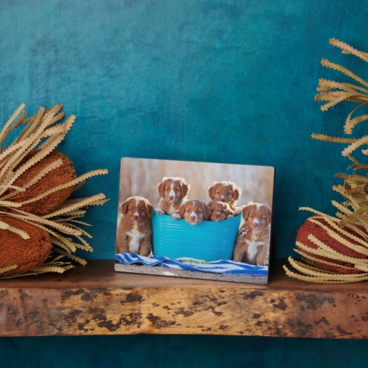 Emmer van de Puppies op het strand Fotoplaat (Zijkant)