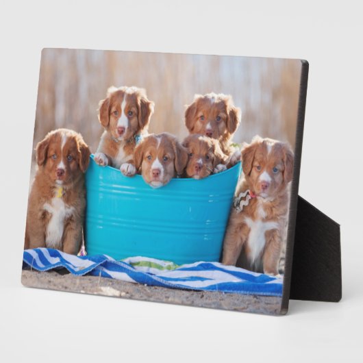 Emmer van de Puppies op het strand Fotoplaat (Zijkant)