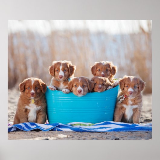Emmer van de Puppies op het strand Poster (Voorkant)