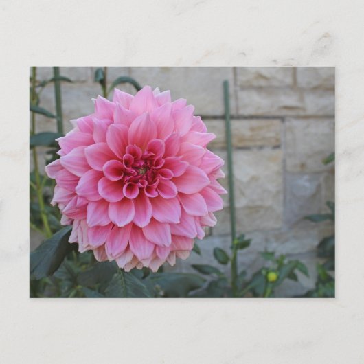 Emory Paul Dinnerplate Dahlia Flower Briefkaart (Voorkant)