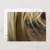 Emotionele paarden briefkaart (Voorkant / Achterkant)