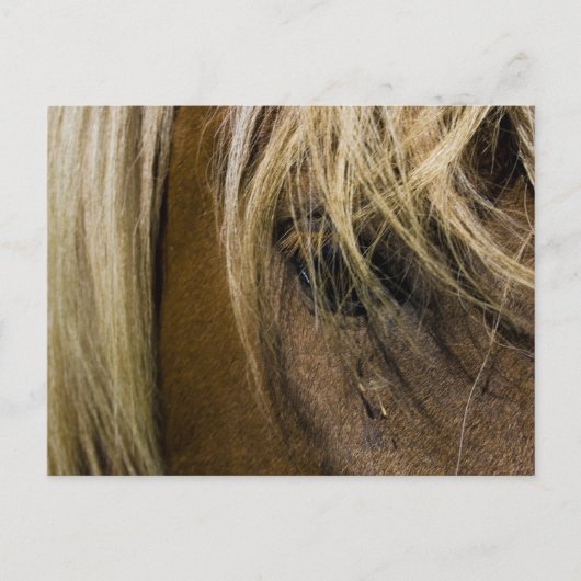 Emotionele paarden briefkaart (Voorkant)