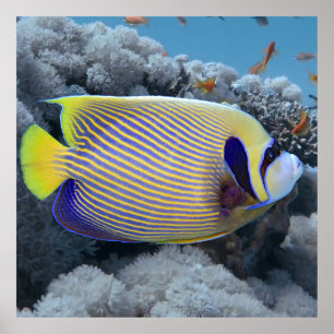 Emperor Angel Fish Poster