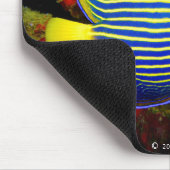 "Emperor Angelfish"の ウ ス パ ド マ,No.01 Muismat (Hoek)