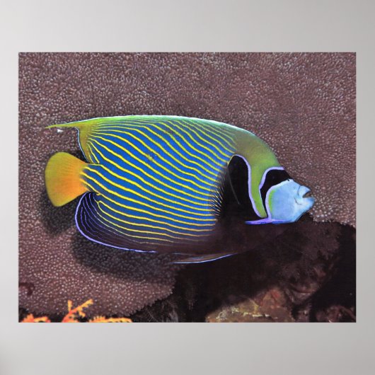 Emperor Angelfish II Poster (Voorkant)