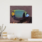 Emperor Angelfish II Poster (Keuken)