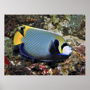 Emperor Angelfish Nusa Penida Poster