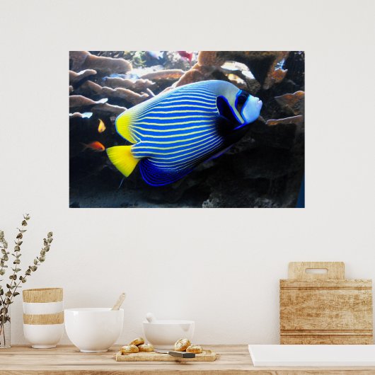 Emperor Angelfish Poster (Keuken)