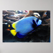Emperor Angelfish Poster (Voorkant)