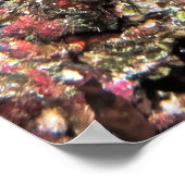 Emperor Angelfish Poster (Hoek)