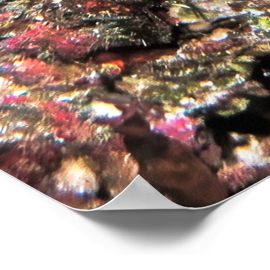 Emperor Angelfish Poster (Hoek)