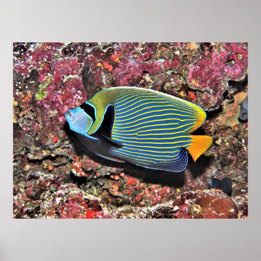 Emperor Angelfish Poster (Voorkant)