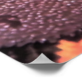 Emperor Angelfish-Raja Ampat Poster (Hoek)