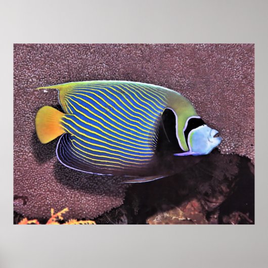 Emperor Angelfish-Raja Ampat Poster (Voorkant)