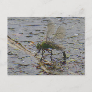 Emperor Dragonfly Close-up DIY Briefkaart