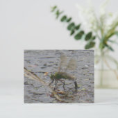 Emperor Dragonfly Close-up DIY Briefkaart (Staand voorkant)