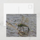Emperor Dragonfly Close-up DIY Briefkaart (Voorkant / Achterkant)