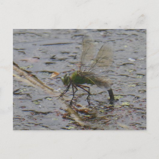 Emperor Dragonfly Close-up DIY Briefkaart (Voorkant)