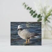 Emperor Goose op Unalaska Island Briefkaart (Staand voorkant)