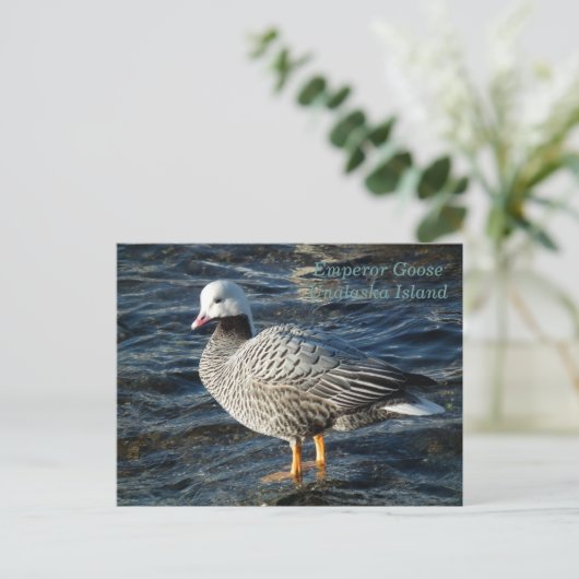 Emperor Goose op Unalaska Island Briefkaart (Staand voorkant)