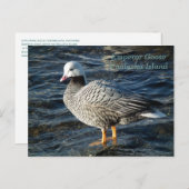 Emperor Goose op Unalaska Island Briefkaart (Voorkant / Achterkant)