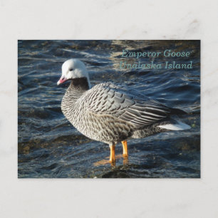 Emperor Goose op Unalaska Island Briefkaart