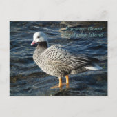 Emperor Goose op Unalaska Island Briefkaart (Voorkant)