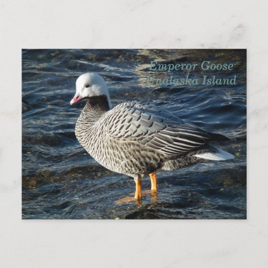 Emperor Goose op Unalaska Island Briefkaart (Voorkant)