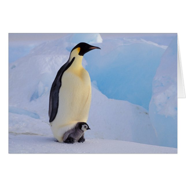 Emperor Penguin | Aptenodyten (Voorkant Horizontaal)