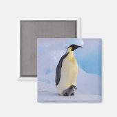Emperor Penguin | Aptenodyten Magneet (Voorkant / Achterkant)