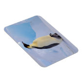 Emperor Penguin | Aptenodyten Magneet (Rechterzijde)