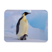 Emperor Penguin | Aptenodyten Magneet (Horizontaal)