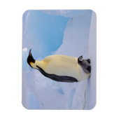 Emperor Penguin | Aptenodyten Magneet (Verticaal)