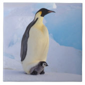 Emperor Penguin | Aptenodyten Tegeltje (Voorkant)