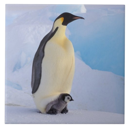 Emperor Penguin | Aptenodyten Tegeltje (Voorkant)