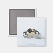 Emperor Penguin (Aptenodytes forsteri) 2 Magneet (Voorkant / Achterkant)