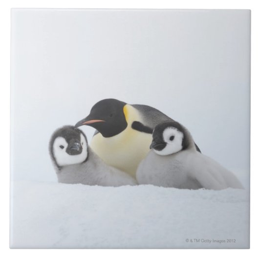 Emperor Penguin (Aptenodytes forsteri) 2 Tegeltje (Voorkant)